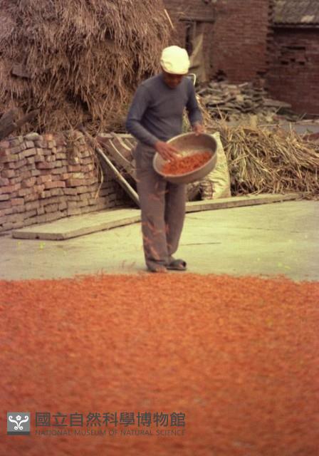 1950至2006年臺灣常民生活藏品圖，第1張