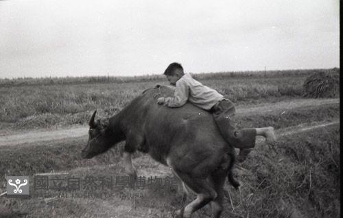 1950至2006年臺灣常民生活藏品圖，第1張
