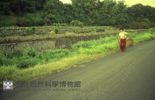 1950至2006年臺灣常民生活藏品圖，第1張
