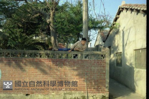 1950至2006年臺灣常民生活藏品圖，第1張