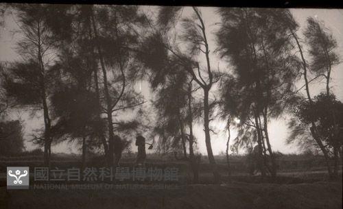 1950至2006年臺灣常民生活 藏品圖，第1張