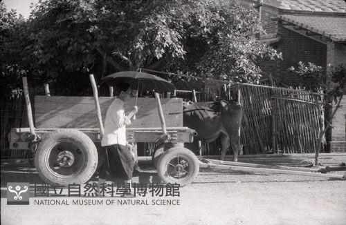 1950至2006年臺灣常民生活藏品圖，第1張