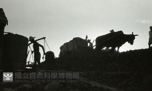 1950至2006年臺灣常民生活藏品圖，第1張