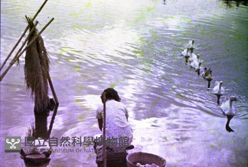 1950至2006年臺灣常民生活藏品圖，第1張