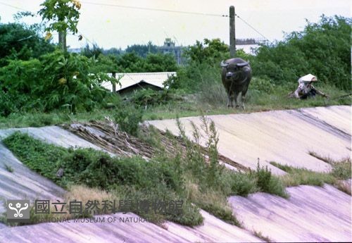 1950至2006年臺灣常民生活藏品圖，第1張