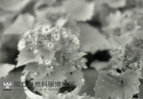 1950至2006年台灣常民生活藏品圖，第1張