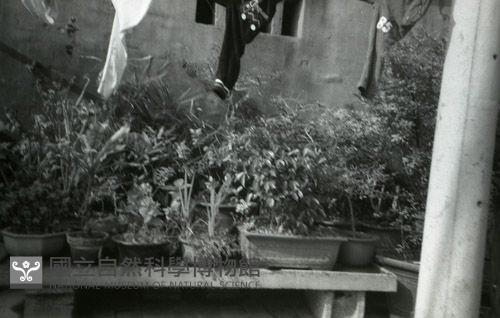 1950至2006年臺灣常民生活藏品圖，第1張