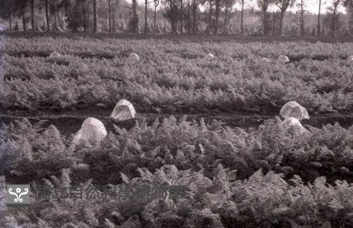 1950至2006年台灣常民生活藏品圖，第1張
