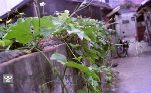 1950至2006年臺灣常民生活藏品圖，第1張