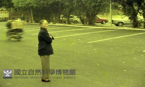 1950至2006年臺灣常民生活藏品圖，第1張