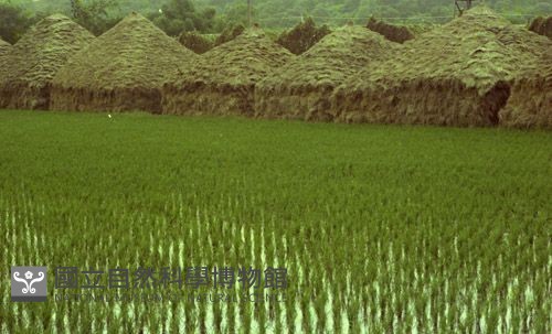 1950至2006年臺灣常民生活藏品圖，第1張