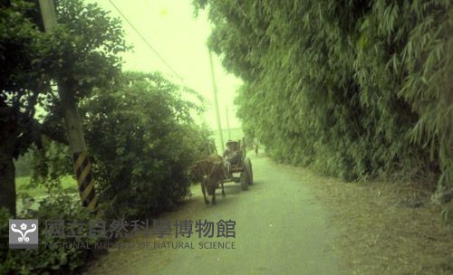 1950至2006年臺灣常民生活藏品圖，第1張