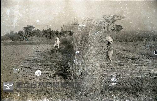 1950至2006年臺灣常民生活藏品圖，第1張