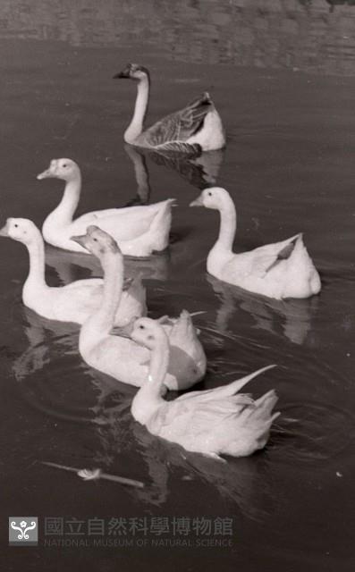 1950至2006年臺灣常民生活 藏品圖，第1張