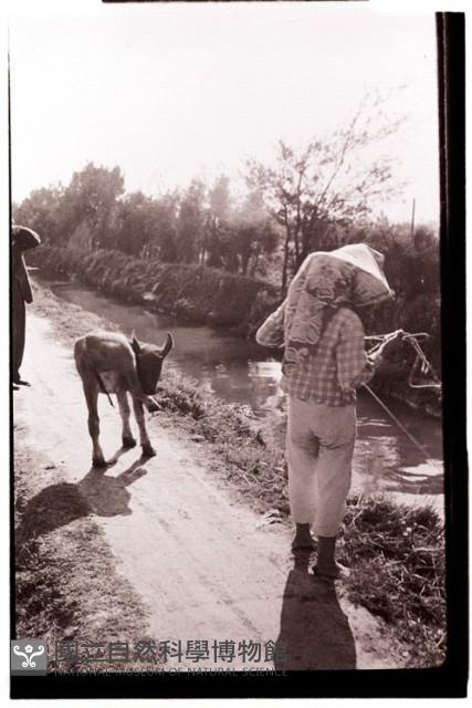 1950至2006年臺灣常民生活藏品圖，第1張