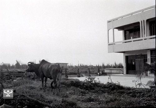 1950至2006年臺灣常民生活藏品圖，第1張