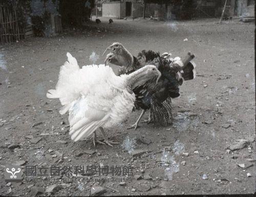 1950至2006年臺灣常民生活藏品圖，第1張