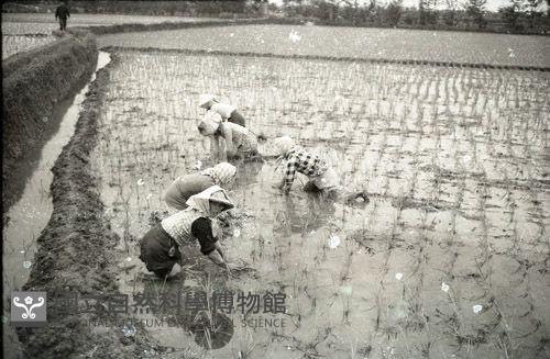 1950至2006年臺灣常民生活藏品圖，第1張