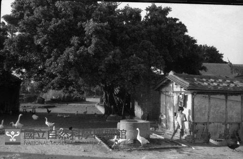 1950至2006年臺灣常民生活藏品圖，第1張