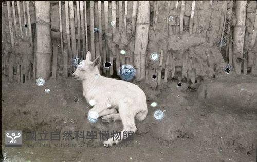 1950至2006年臺灣常民生活藏品圖，第1張