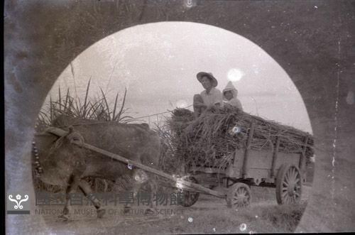 1950至2006年臺灣常民生活藏品圖，第1張