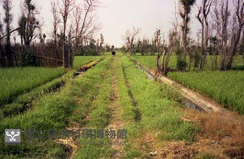 1950至2006年臺灣常民生活藏品圖，第1張