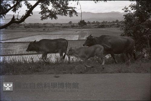 1950至2006年臺灣常民生活藏品圖，第1張