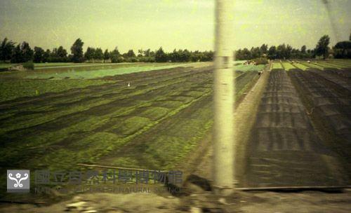 1950至2006年臺灣常民生活藏品圖，第1張