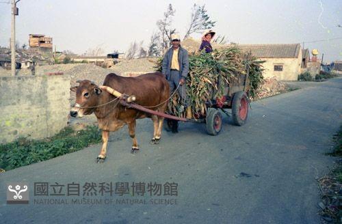 1950至2006年臺灣常民生活藏品圖，第1張