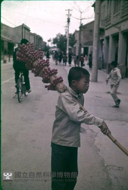〈売り子〉糖葫蘆小販（1950至2006年臺灣常民生活）藏品圖，第1張