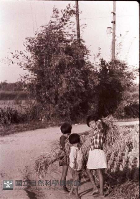 1950至2006年臺灣常民生活藏品圖，第1張