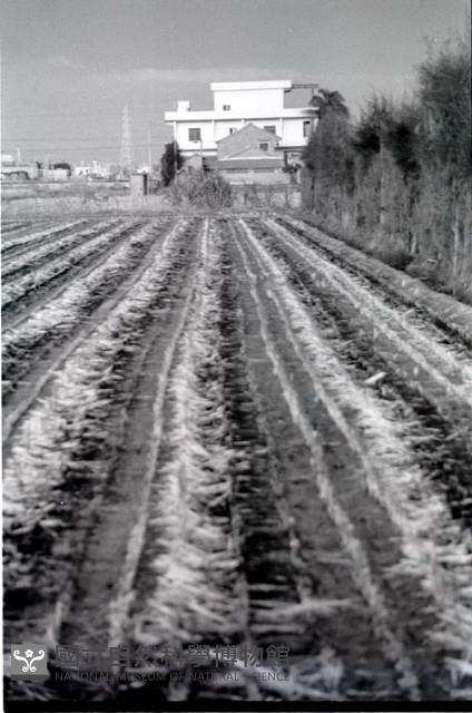 1950至2006年臺灣常民生活藏品圖，第1張