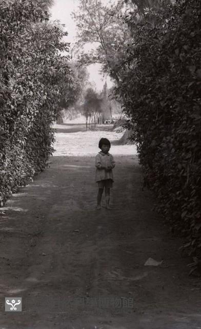 1950至2006年臺灣常民生活 藏品圖，第1張