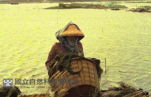 1950至2006年臺灣常民生活藏品圖，第1張