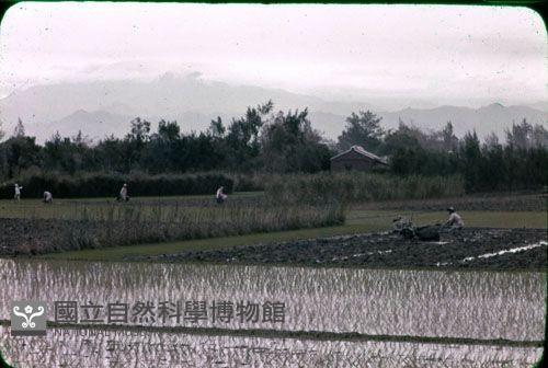 〈雨後〉（1950至2006年臺灣常民生活）藏品圖，第1張