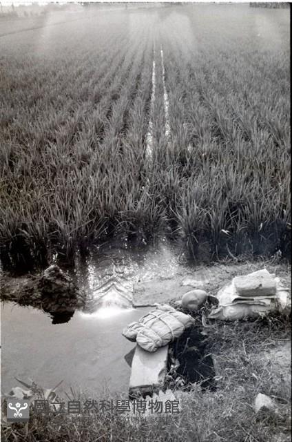 1950至2006年臺灣常民生活藏品圖，第1張