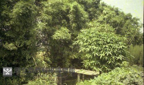 1950至2006年臺灣常民生活藏品圖，第1張