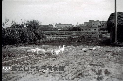 1950至2006年臺灣常民生活藏品圖，第1張