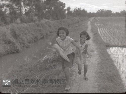1950至2006年臺灣常民生活藏品圖，第1張
