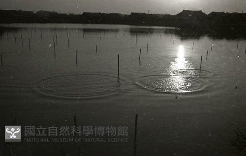 1950至2006年臺灣常民生活 藏品圖，第1張