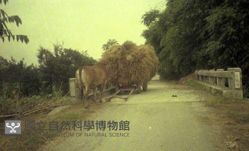 1950至2006年臺灣常民生活藏品圖，第1張