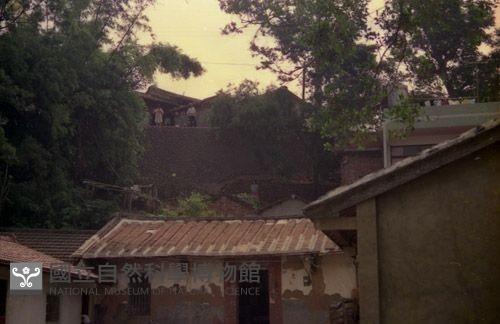 1950至2006年臺灣常民生活藏品圖，第1張