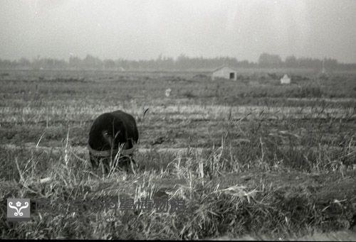 1950至2006年台灣常民生活藏品圖，第1張