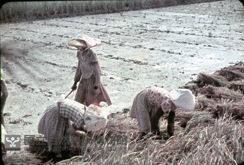 割草（1950至2006年臺灣常民生活）藏品圖，第1張