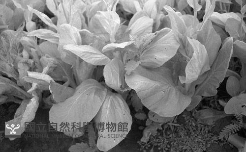 1950至2006年臺灣常民生活藏品圖，第1張