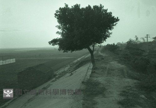 1950至2006年台灣常民生活藏品圖，第1張
