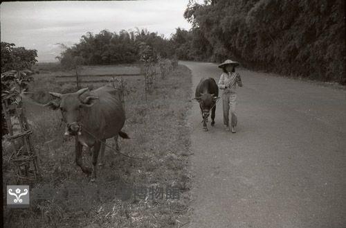 1950至2006年臺灣常民生活藏品圖，第1張