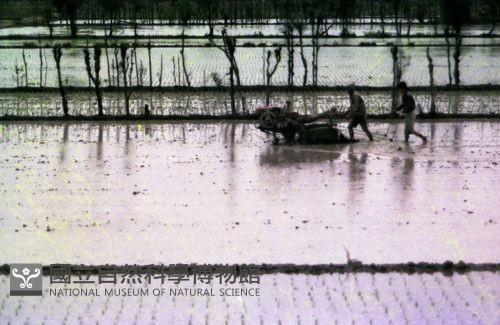 1950至2006年臺灣常民生活藏品圖，第1張