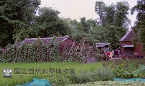 1950至2006年臺灣常民生活藏品圖，第1張