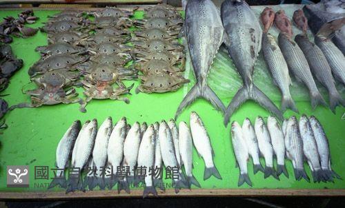 1950至2006年臺灣常民生活藏品圖，第1張